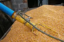 konserwacja kukurydzy