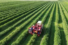 Zbiór jagody kamczackiej