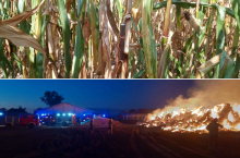 Złote kolby w kukurydzy, potem pożar siana. Atak na rolnika z Kujaw