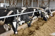 Badania dowodzą, że przez wprowadzenie do dawki dla krów beta-karotenu w ilości od 350 do 600mg/sztukę/dzień, zwiększoną została odporność gruczołu mlekowego na występowanie stanów zapalnych