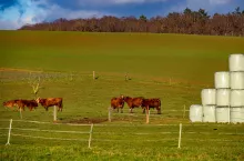 Bydło pasące się na łące