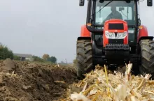 Zebrałeś kukurydzę? Nie popełnij tego błędu. Omacnica tylko na to czeka