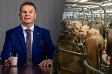 Dariusz Sapiński i krowy