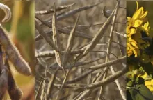 Oleiste: soja, rzepak, słonecznik