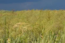 Pszenica ozima z miotłą zbożową