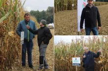 38 odmian kukurydzy w jednym miejscu. Które zrobiły największe wrażenie?