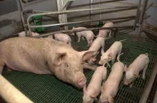 Locha z prosiętami w chlewni