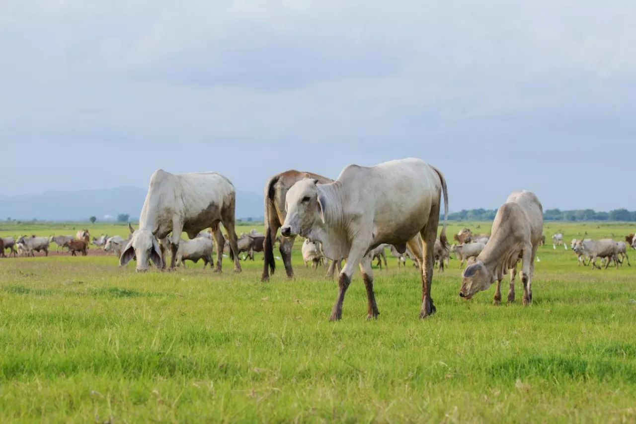 Stado bydła zebu na rozległym pastwisku – charakterystyczna scena dla produkcji wołowiny w krajach Mercosur. Zdjęcie ilustracyjne do tekstu o umowie UE–Mercosur i zagrożeniach dla unijnego rynku mięsa.