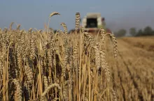 Koszony łan pszenicy