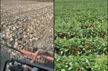 Plony gniją, nikt ich nie chce kupić. Rolnik musiał stalerzować 10 ha kapusty