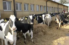 krowy na zewnątrz