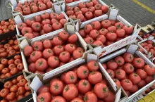 Polskie pomidory w kartonach