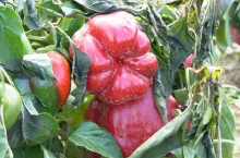 Papryka gruntowa uszkodzona przez przymrozki