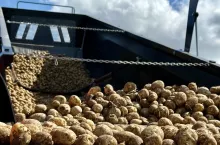 Rozładunek ziemniaków