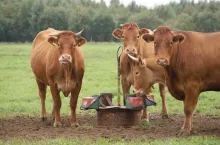 Krowy mamki na pastwisku koło lizawek z witaminami