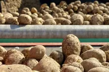 Sortowanie ziemniaka