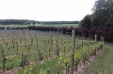 Widok na obsadzony dotąd jeden hektar na stoku. W tle czerwone klony, które sadził ojciec Macieja