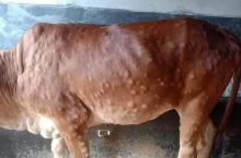 Guzowata choroba skóry u krowy