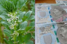 Opłacalność uprawy bobiku