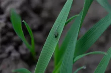 Mszyca na zbożu jesienią