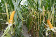 Przekazanie gospodarstwa a sprzedaż własnych zbiorów: co wolno emerytowi?