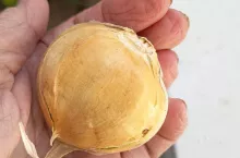 Sadź czosnek w listopadzie. Plon będzie dużo lepszy