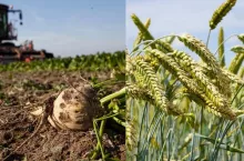 Plan nawożenia buraka i pszenicy