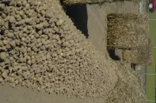 Kopiec z ziemniakami