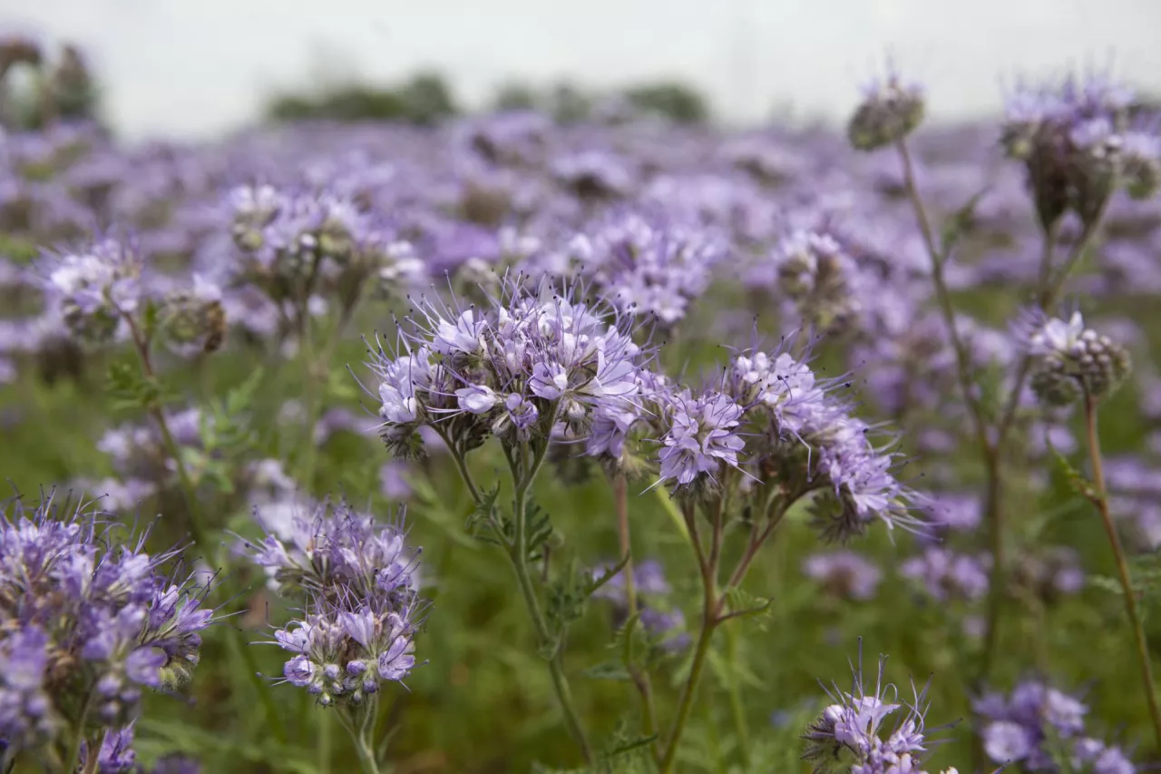 facelia, międzyplon ozimy, plon główny