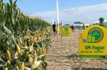 Nowe odmiany kukurydzy. Dają radę nawet przy suszy