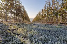 Na podstawie zaktualizowanych danych, w przypadku niektórych płatności w ramach ekoschematów obszarowych ustalono wyższe stawki niż w poprzednim komunikacie MRiRW.