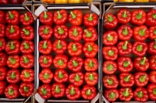 Polska papryka czerwona