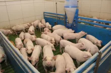 reportaż piotrowiak kuczynka warchlaki ruszt odchowalnia