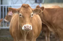 Egzekucja należności: w jaki sposób rolnik ma zabezpieczyć pieniądze? 