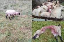 Rolnik stracił 90% stada. ”Rok pracy poszedł w niwecz”