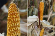 Trzy nowe odmiany kukurydzy na 2026. Plon to nawet 170 q/ha