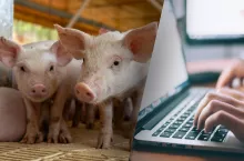 świnie i laptop