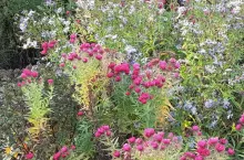 Jesienne astry karłowe występują w wielu barwach i można je sadzić w różnych kombinacjach