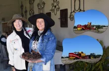 Królowa ziemniaka z Mazur. Jak na najsłabszych glebach osiąga 50 t/ha?