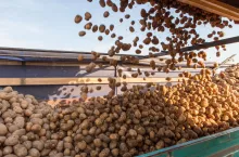 Ziemniaki sypiące się na przyczepę