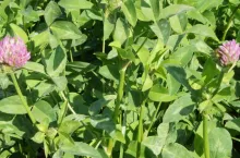 Uprawa międzyplonów: zobacz, ile możesz zyskać na dopłatach i jakości gleby