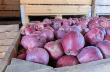 jabłka przemysłowe