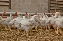 Kury nioski w kurniku