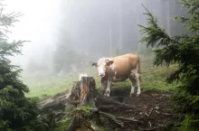 Krowa stojąca w lesie wśród pni po ściętych drzewach. Symboliczna scena ukazująca wpływ przepisów o wylesianiu (EUDR) na hodowlę bydła i rolnictwo w Unii Europejskiej.