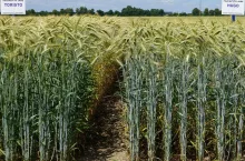 Za późno na pszenicę po kukurydzy? Wcale nie! Zobacz, co posiać w listopadzie 