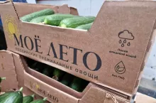 Import rosyjskich ogórków