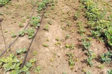 Na niektórych kwaterach w Egipcie kondycja truskawek jest dramatycznie zła