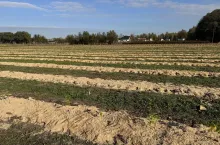 Jagoda kamczacka uprawiana w warunkach podobnych do technologii borówkowej