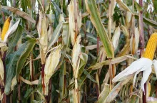 Dwukolbowość w kukurydzy. Większy plon czy strata?