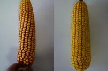 Skręcające rzędy – to genetyka czy anomalia?